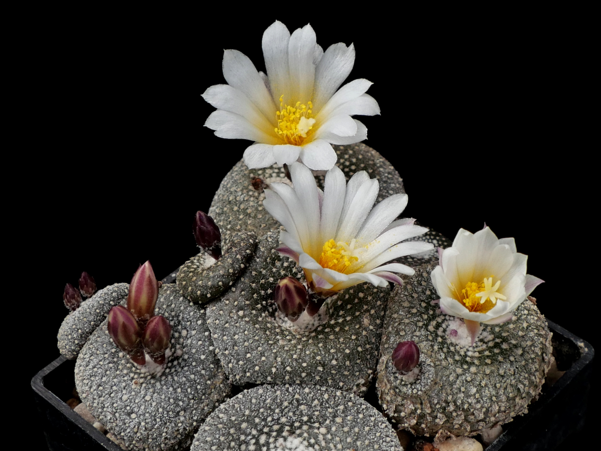 SuccSeed - Blossfeldia liliputana fma HTH 177 C (Rio Icla - Tarabuco, Bol)