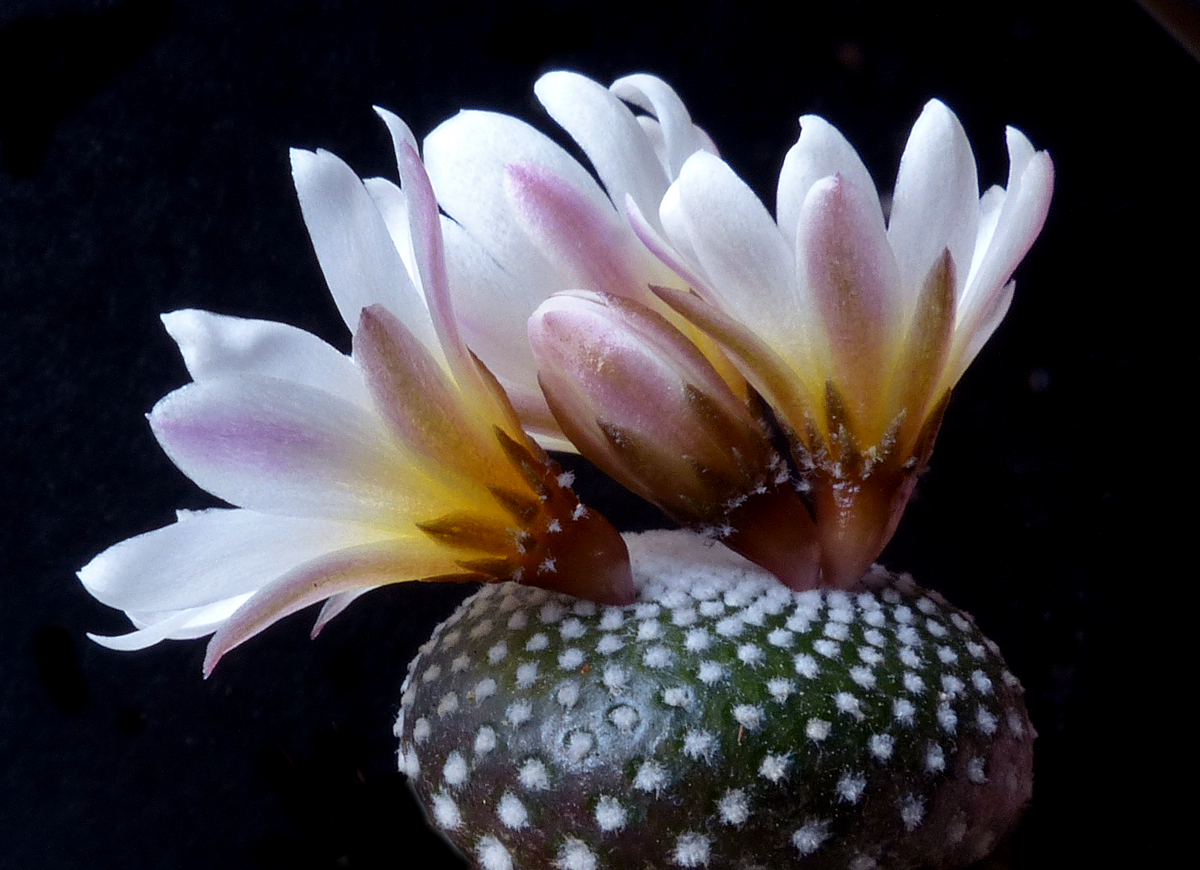 Blossfeldia liliputana fma HTH 177 C (Rio Icla - Tarabuco, Bol) - 4