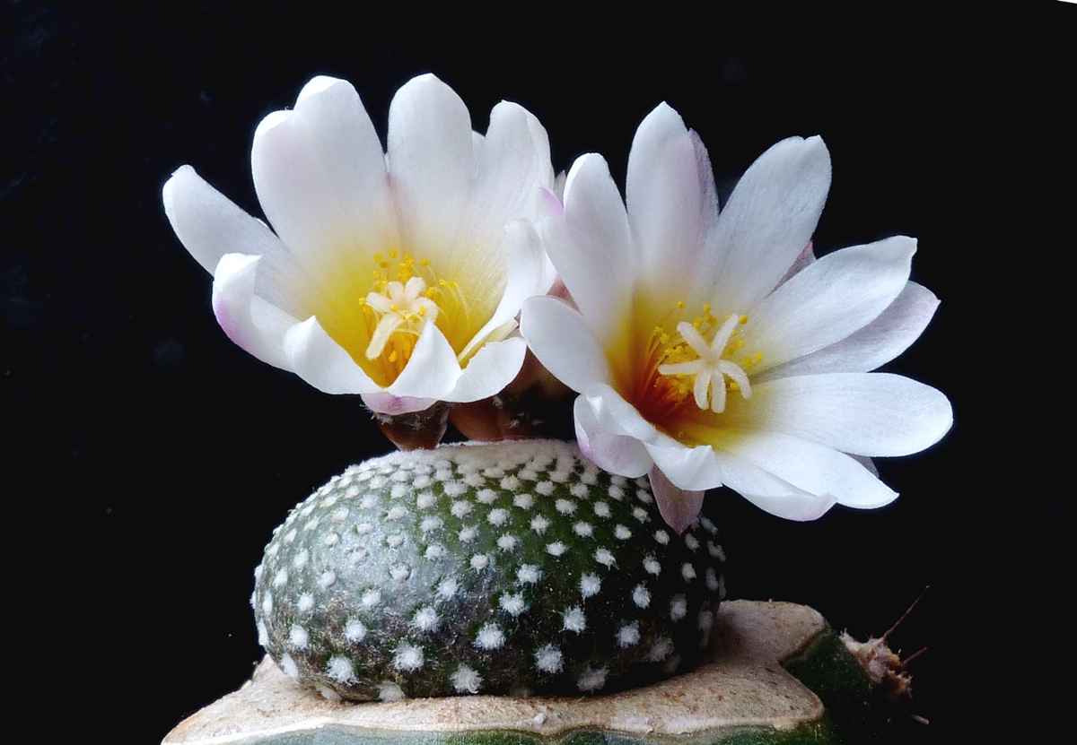 Blossfeldia liliputana fma HTH 177 C (Rio Icla - Tarabuco, Bol) - 3