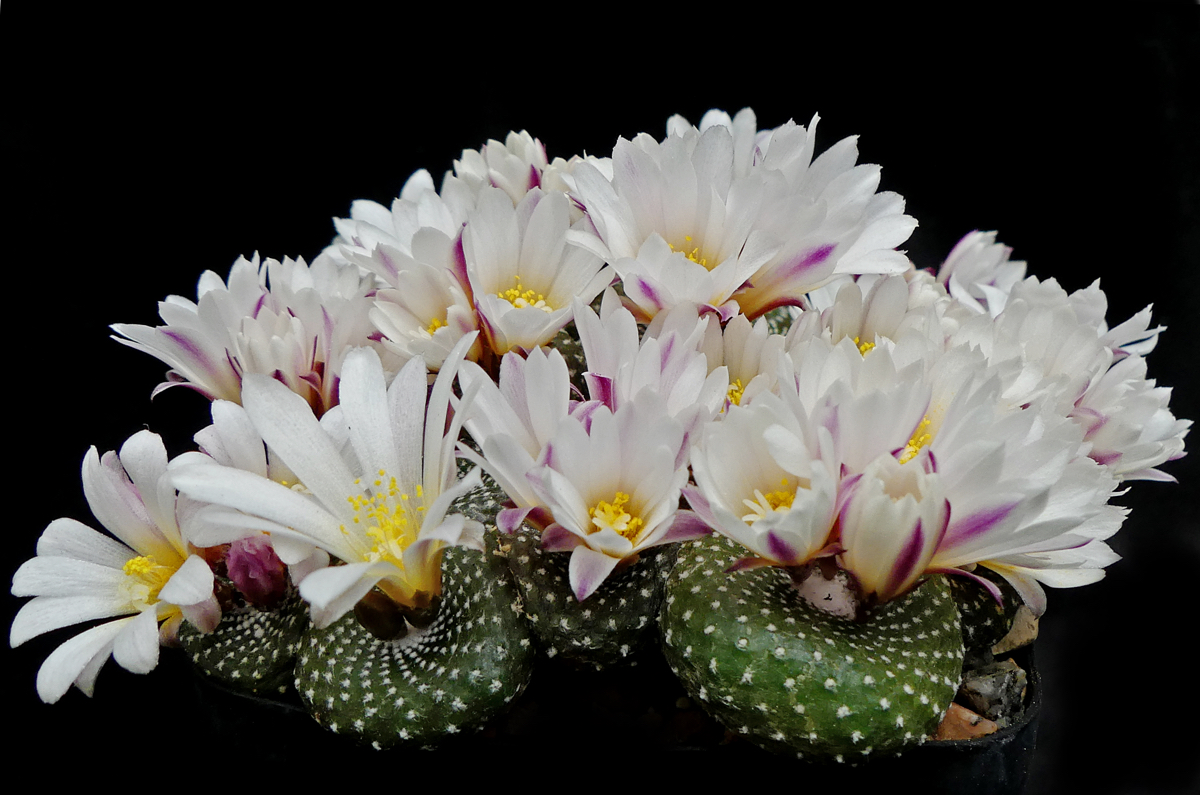 Blossfeldia liliputana fma HTH 177 C (Rio Icla - Tarabuco, Bol) - 2