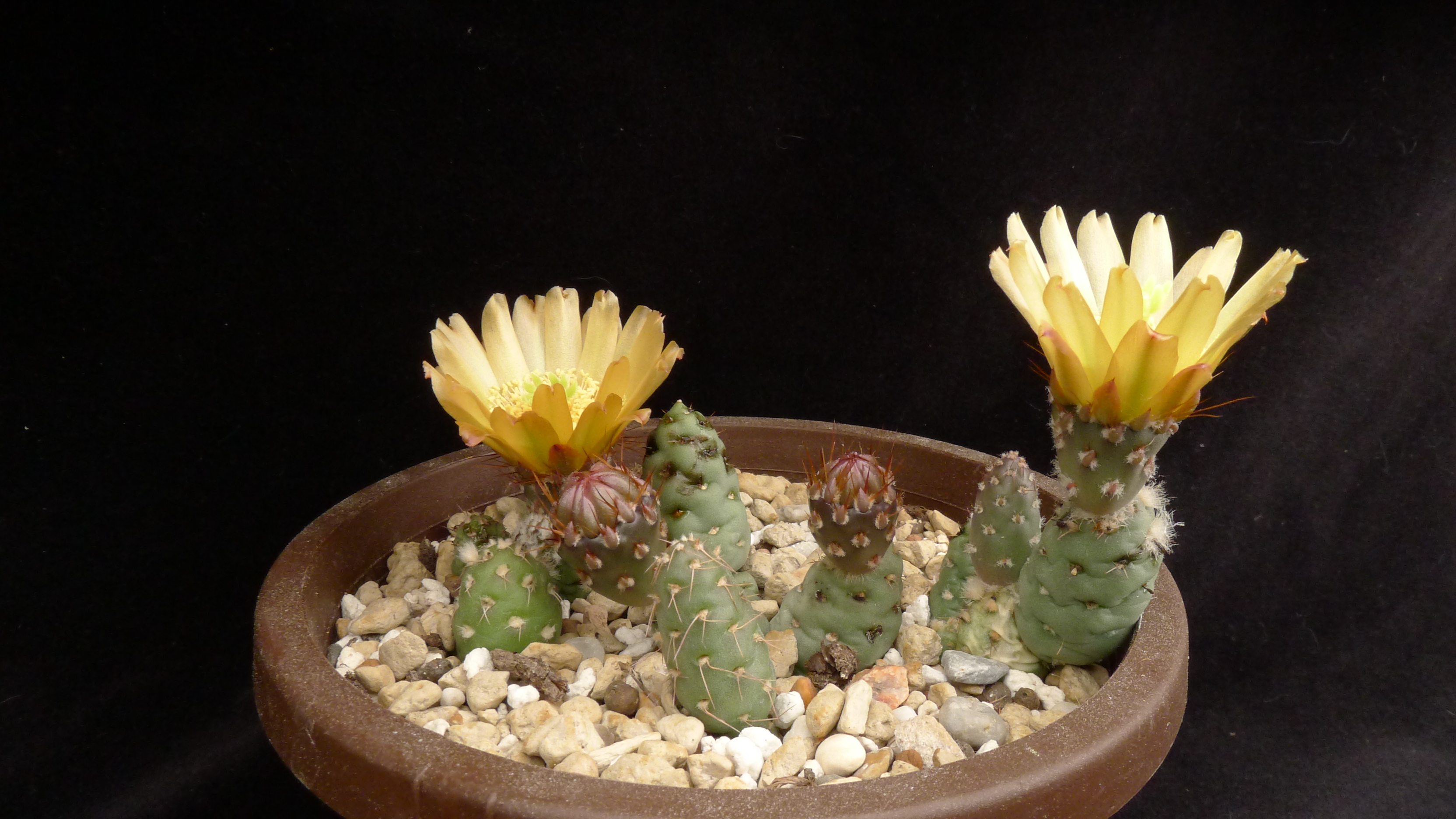 Maihueniopsis minuta 'mandragora' - 2