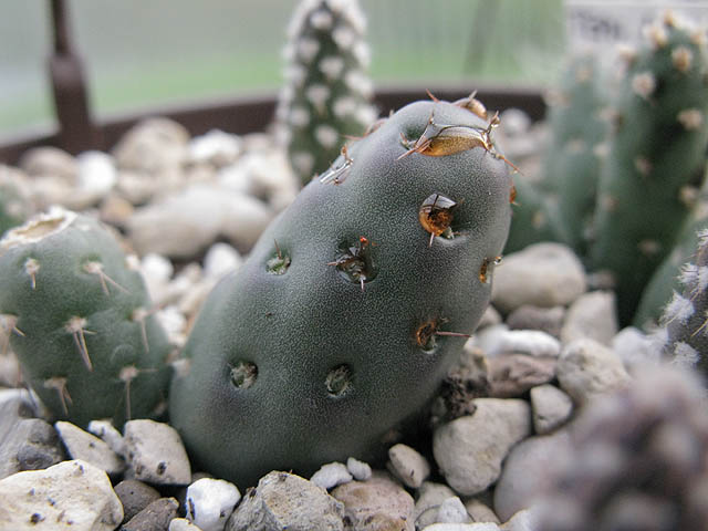 Maihueniopsis minuta 'mandragora' - 3