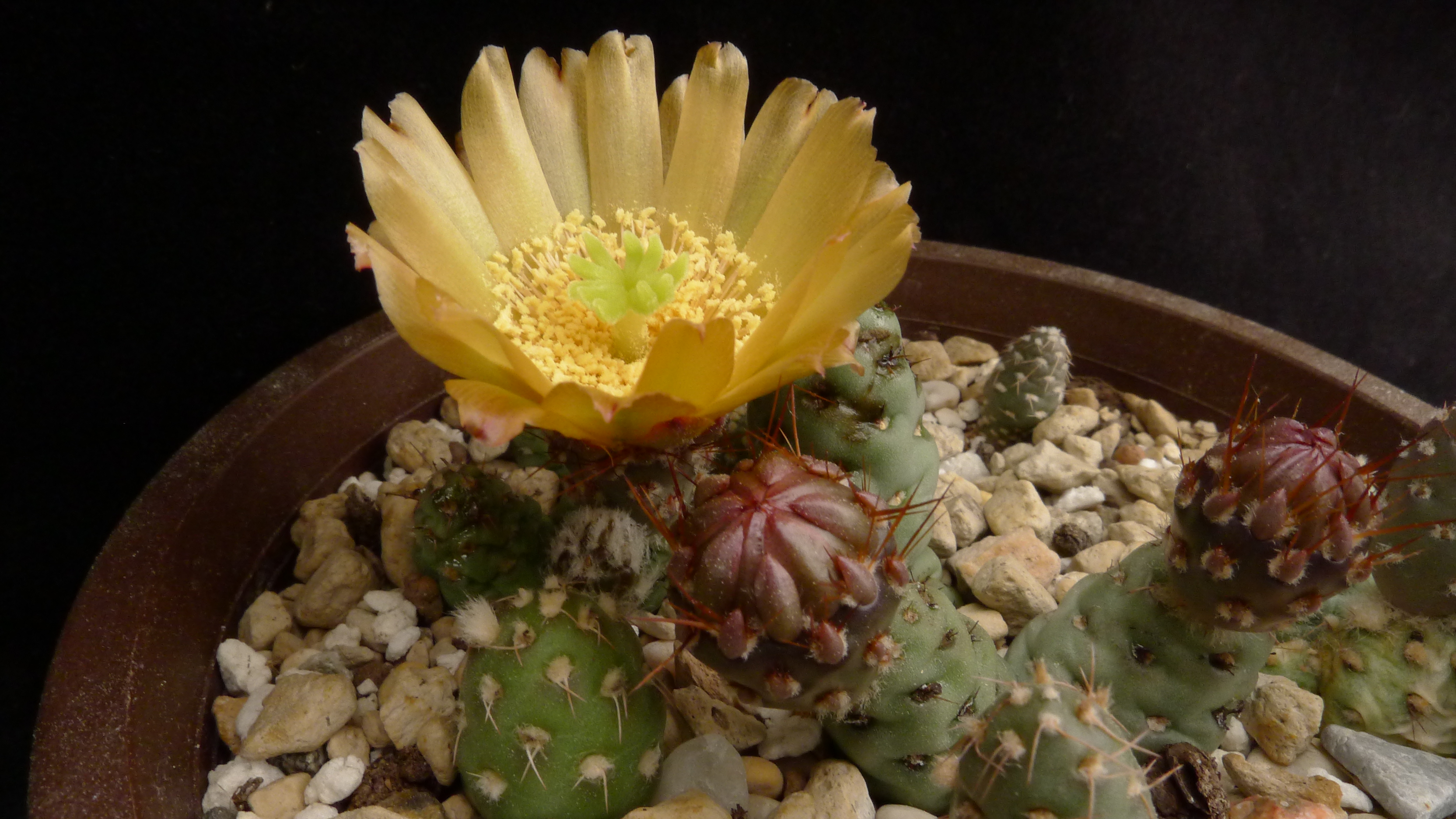 Maihueniopsis minuta 'mandragora'