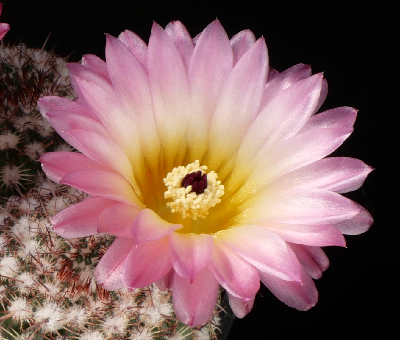 Notocactus rutilans KCS 277 (6km W El Topador, Uruguay)