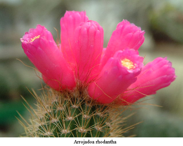 Arrojadoa rhodantha