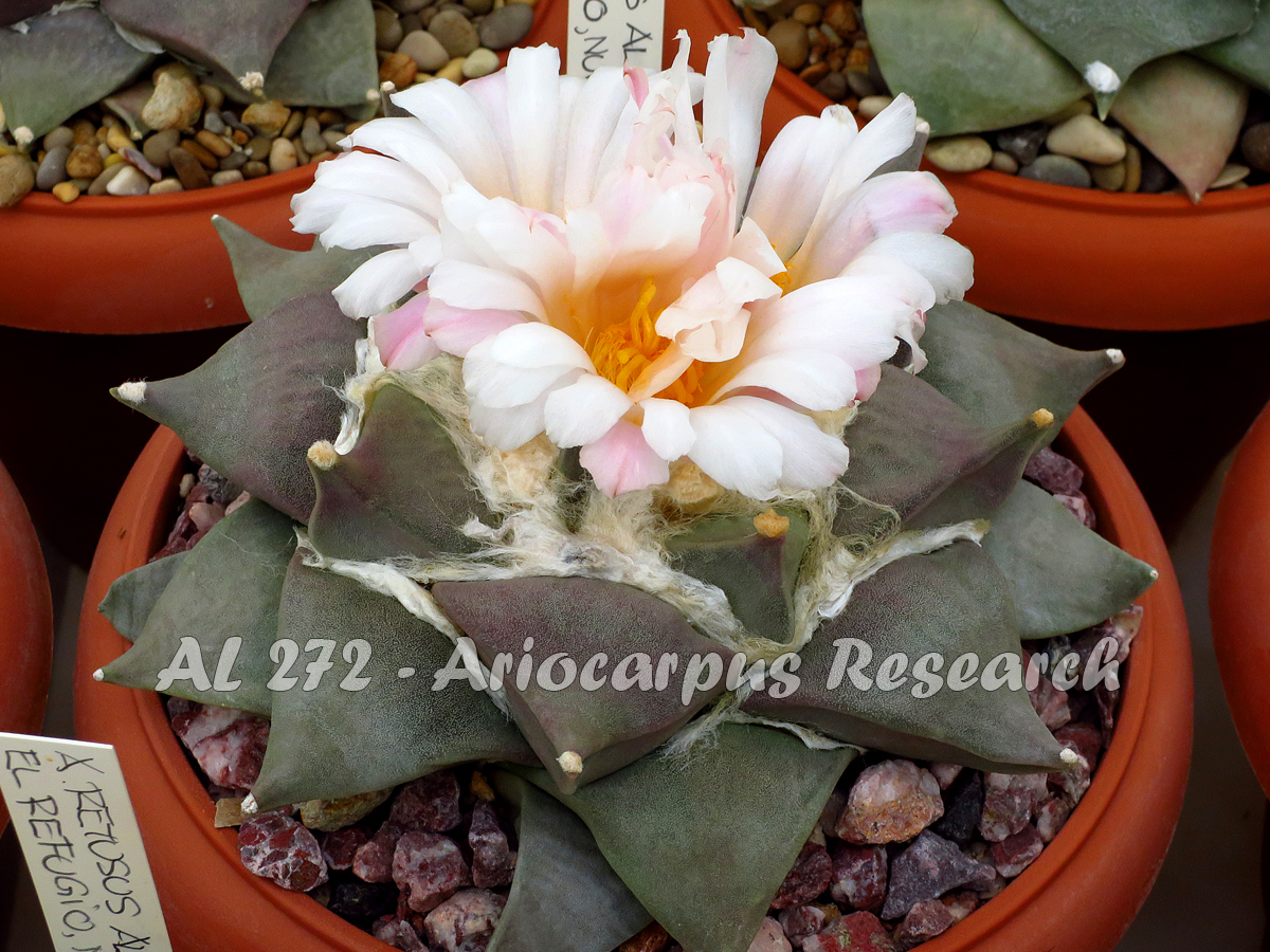 Ariocarpus retusus AL 272 (El Refugio, NL)