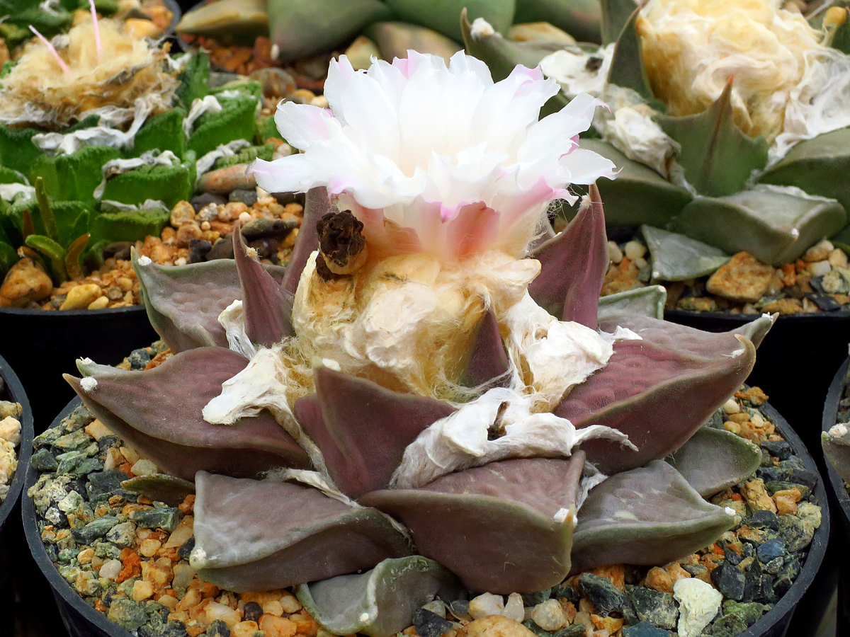 Ariocarpus retusus SB 240 (Matehuala, SLP)