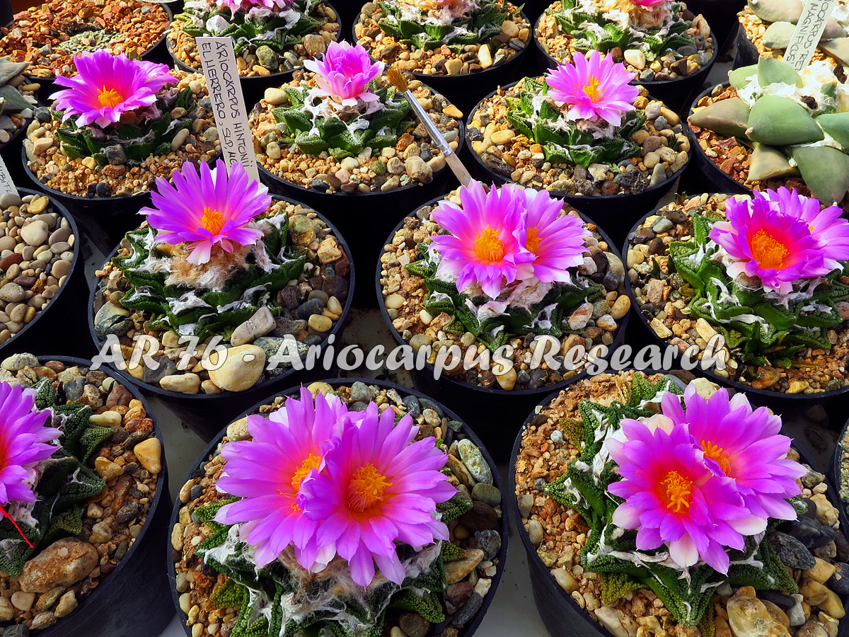 Ariocarpus fissuratus ssp. hintonii  (El Herero, SLP)