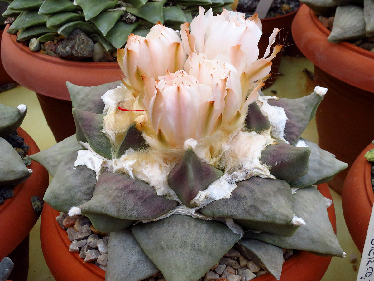 Ariocarpus retusus SB 310 (Cuesta la Muralla, COA)