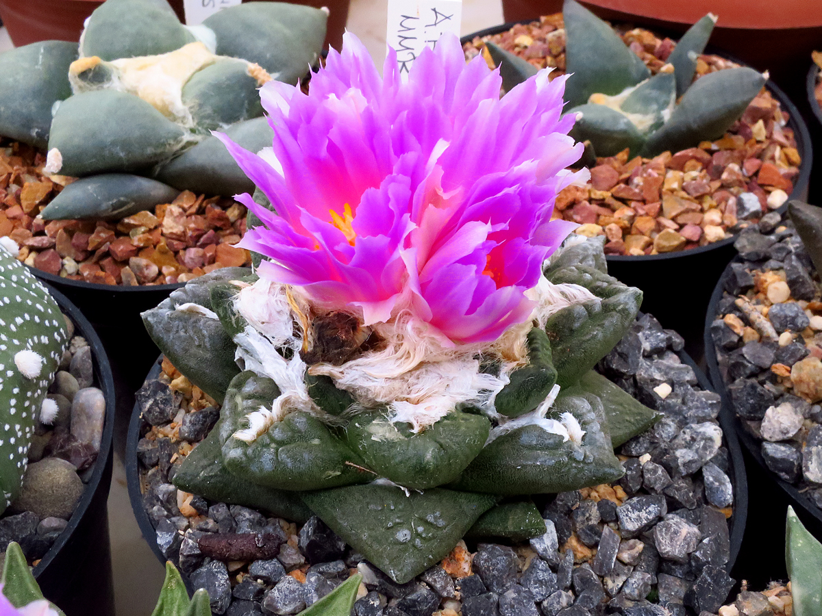 Ariocarpus fissuratus v. intermedius MMR 33 (Est. Marte, Sierra Paila, Coah, Mex)