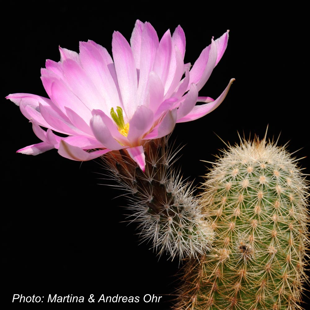 SuccSeed - Echinocereus bristolii ssp. floresii (Los Mochis, Sinaloa, Mex)