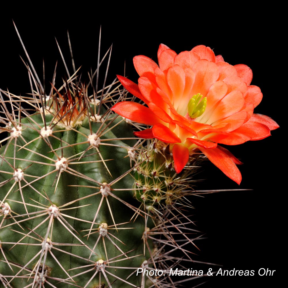 Echinocereus coccineus ssp. transpecosensis (Hudspeth Co, TX, USA)