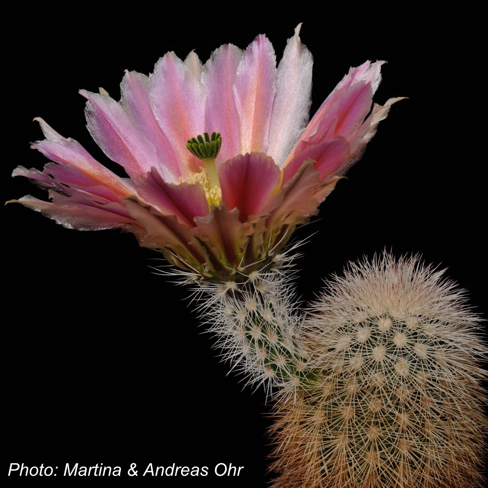 Echinocereus dasyacanthus ssp. crockettianus (S Sheffield, Crocket Co, TX, USA)