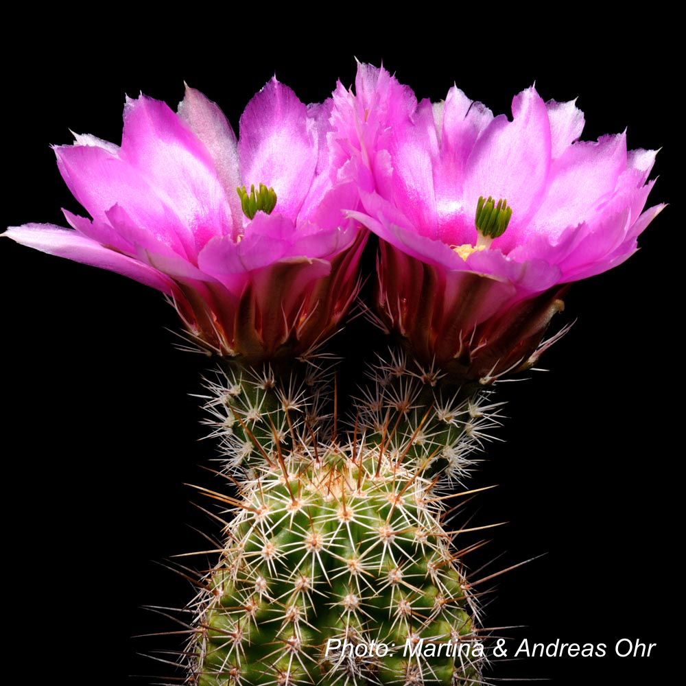 Echinocereus engelmannii ssp. fasciculatus (Tucson - Oracle, AZ, USA)
