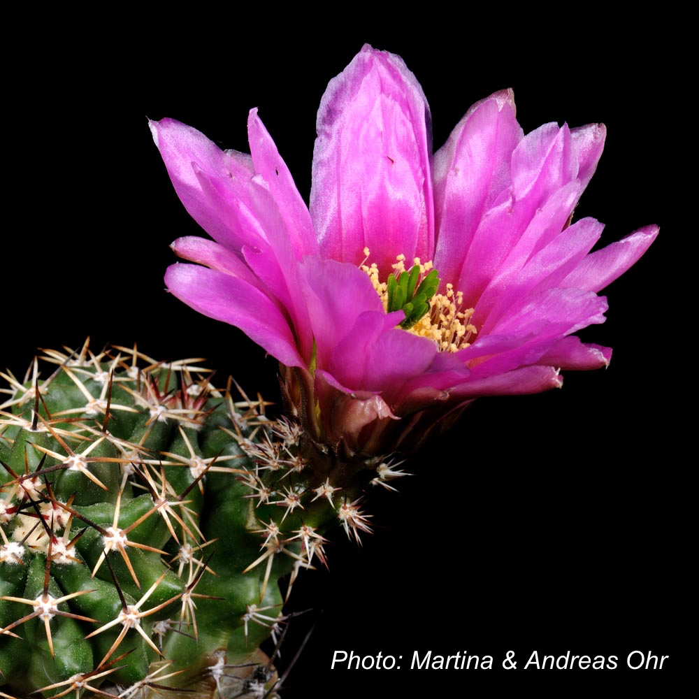 Echinocereus fendleri (Rancho Buenos, Chihuahua, Mex)