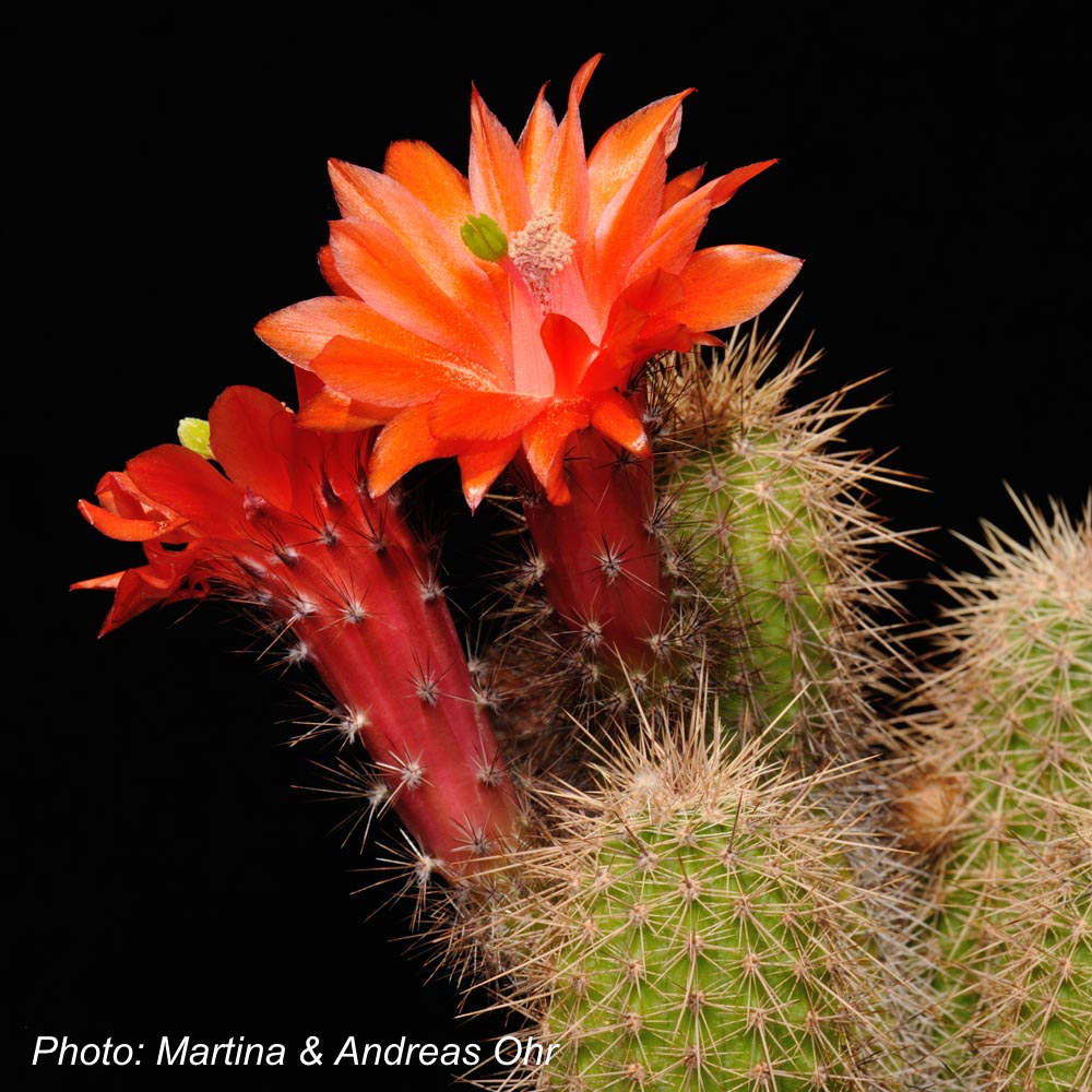 Echinocereus ortegae v. koehresianus (Durango-Mazatlan, Sinaloa)