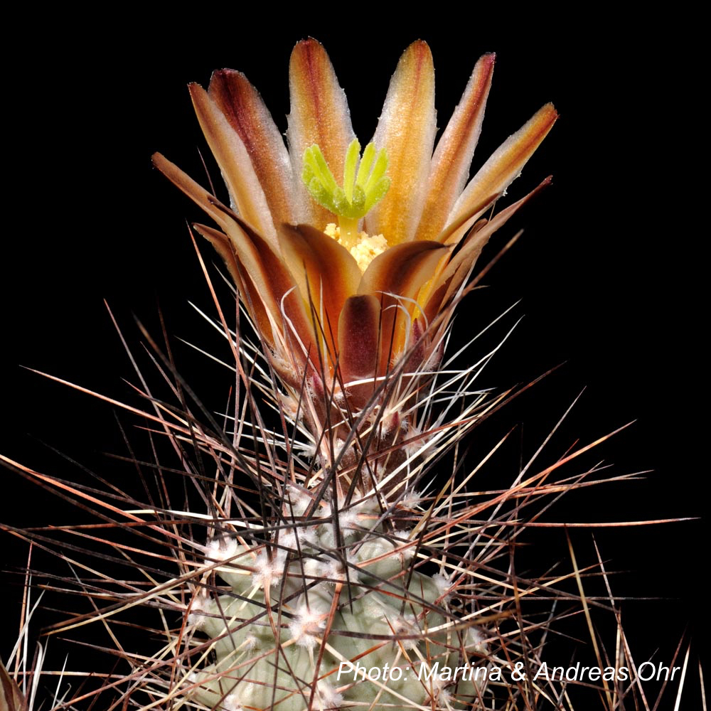 Echinocereus mapimiensis (Zona del Silencio, Coah, Mex)