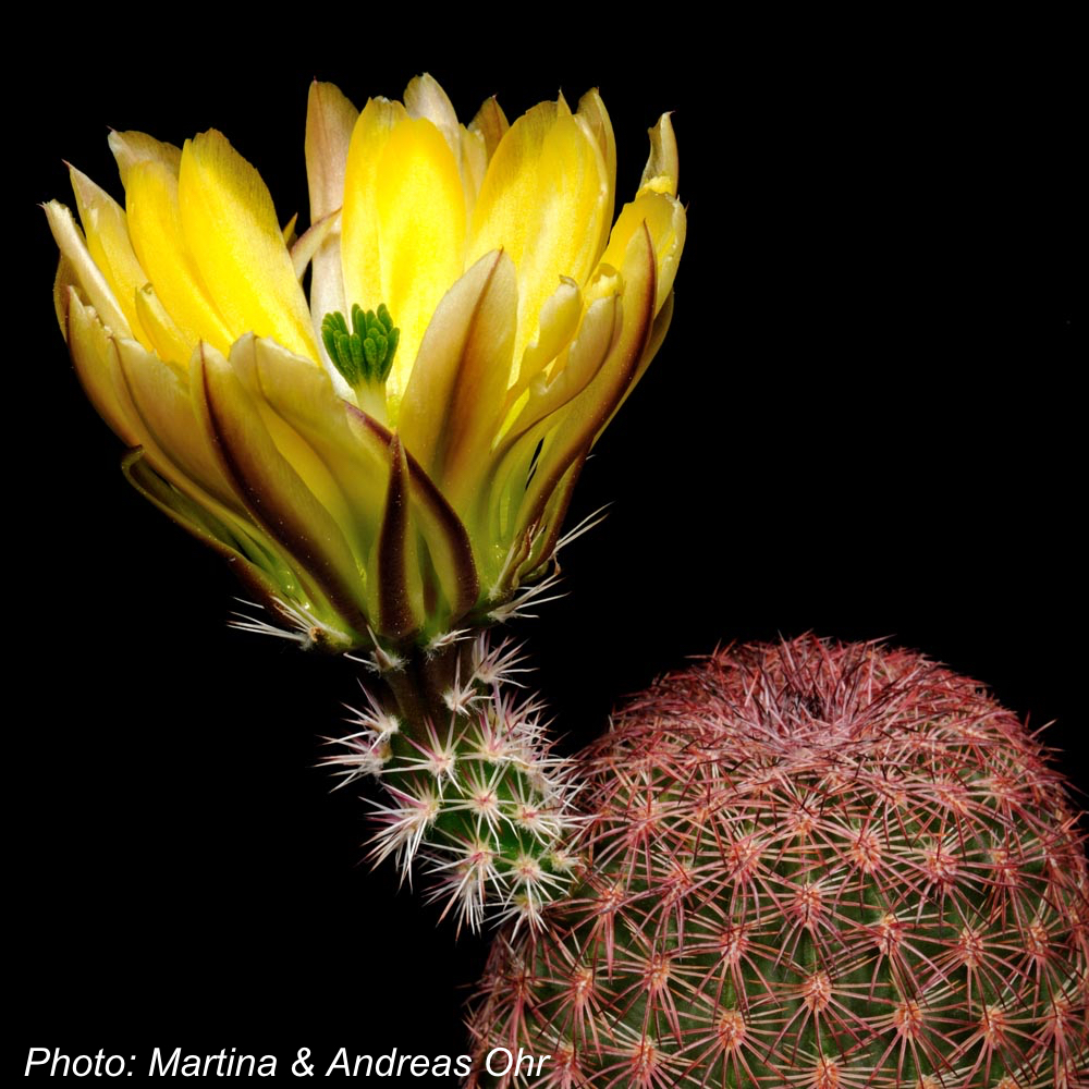Echinocereus pectinatus ssp. rutowiorum (Chihuahua - Cuauthemoc, Mex)