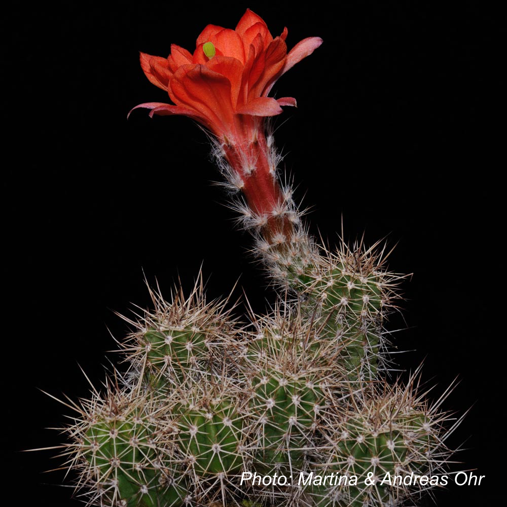 Echinocereus salm-dyckianus (La Junta - Yecora, Sonora, Mex)