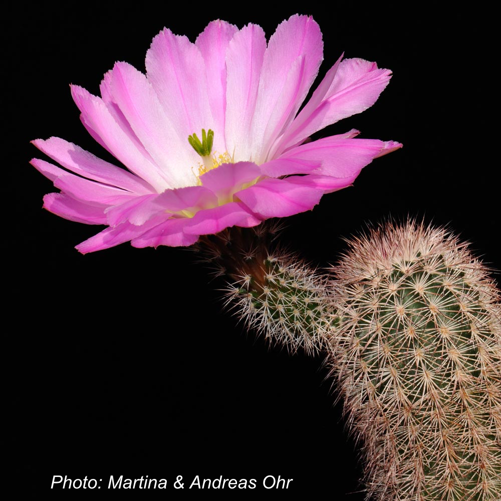 Echinocereus scopulorum (San Carlos, Sonora, Mex)