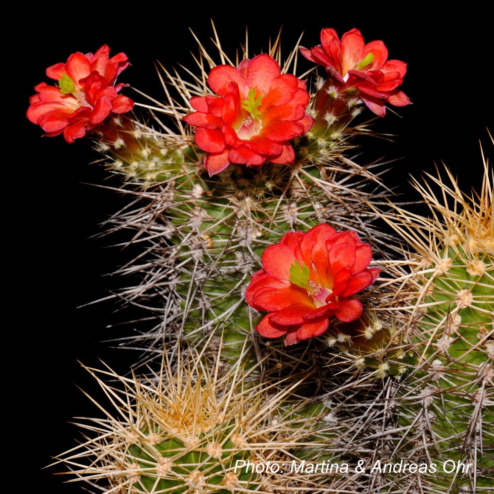 Echinocereus yavapayensis (Yarnell, AZ, USA)