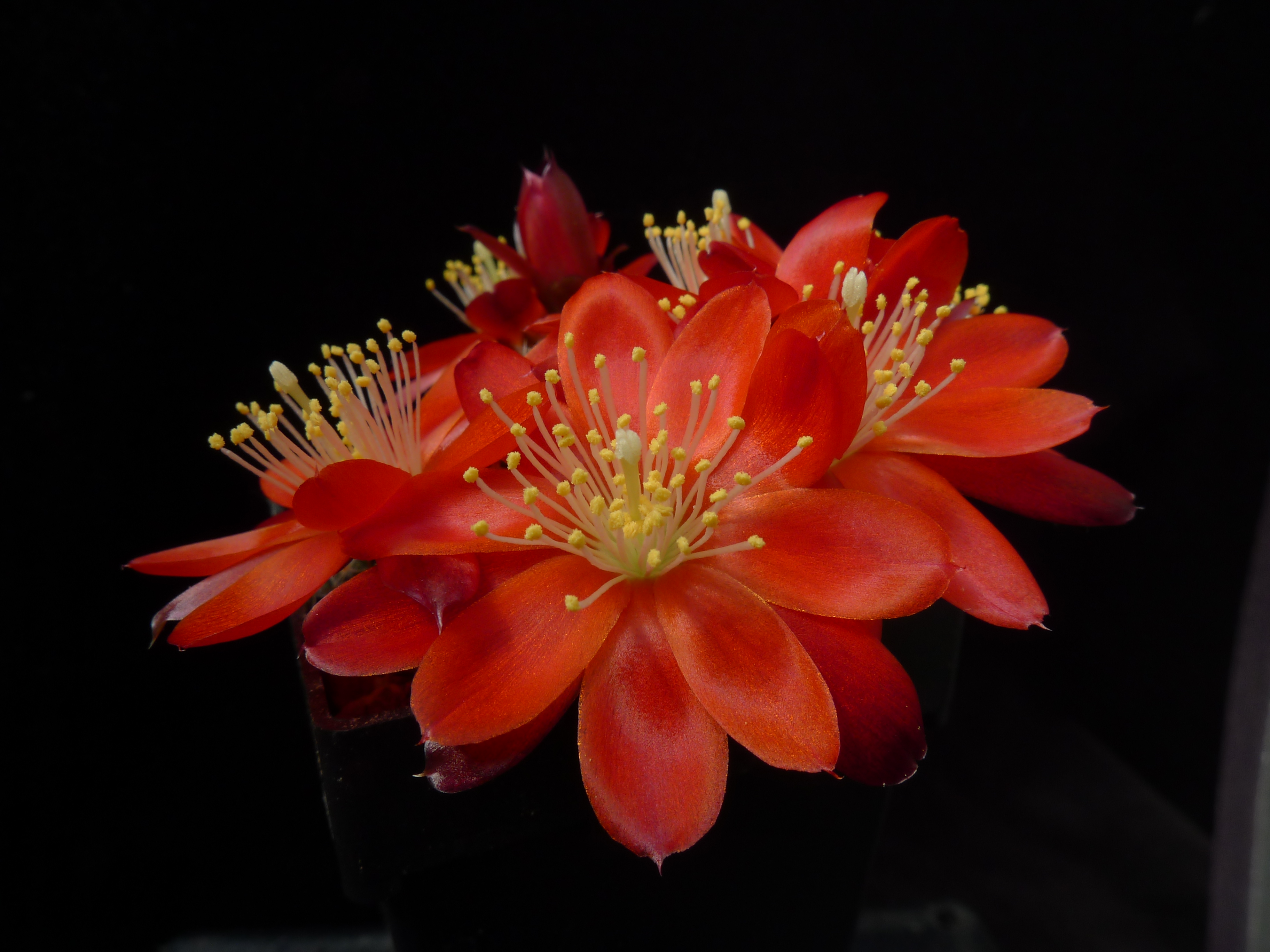 Rebutia deminuta MN 514 (S Cana Cruz, S Quebrada Lluscayo, 3450m, Bol)