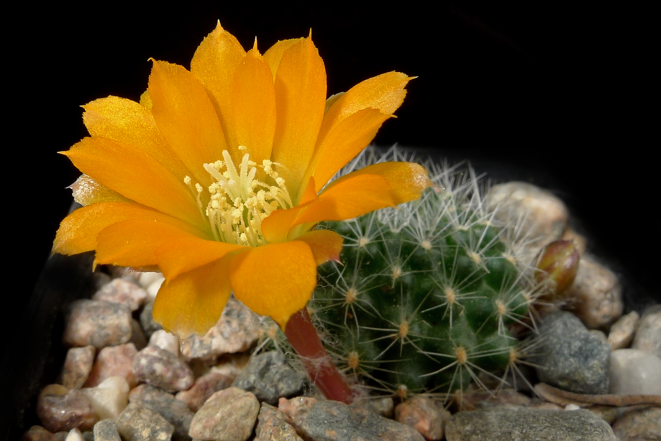 SuccSeed - Rebutia flavistyla BLMT 769.07