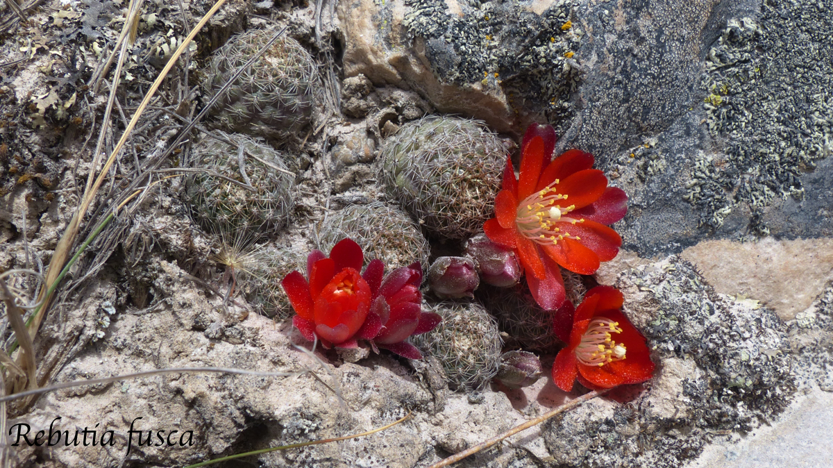 Rebutia fusca MN 516 (E Iscayachi - Cuesta de Sama, Tarija, 3867m, Bol)