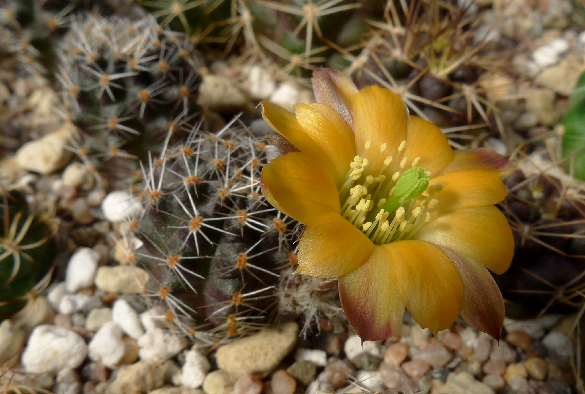 SuccSeed - Rebutia steinmannii fma MN 498 (SW La Cueva, 3220m, Bol)