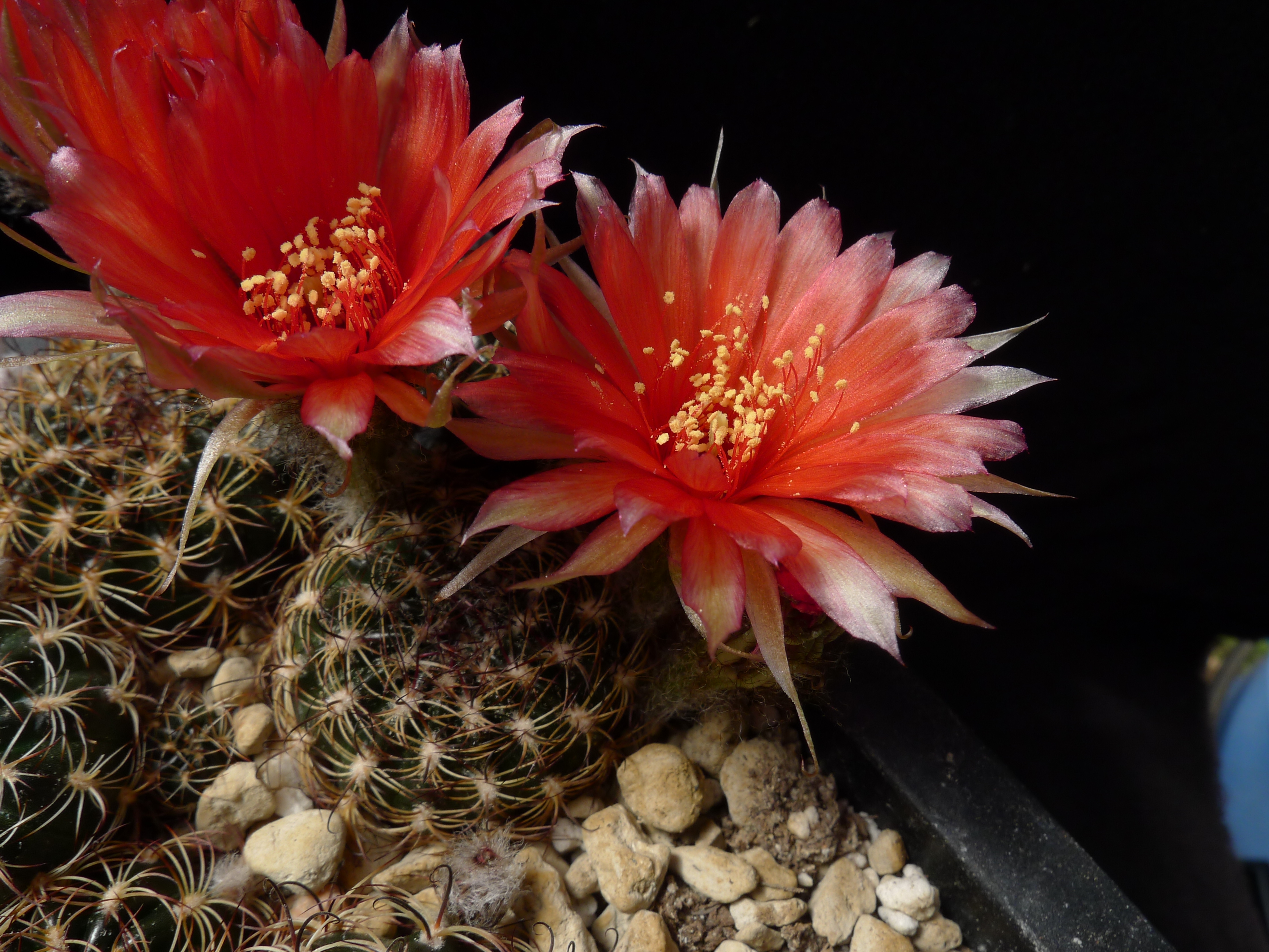 Lobivia tiegeliana 'dimorphipetala' MN 524 (S Padcaya, 2139m, Tarija, Bol)