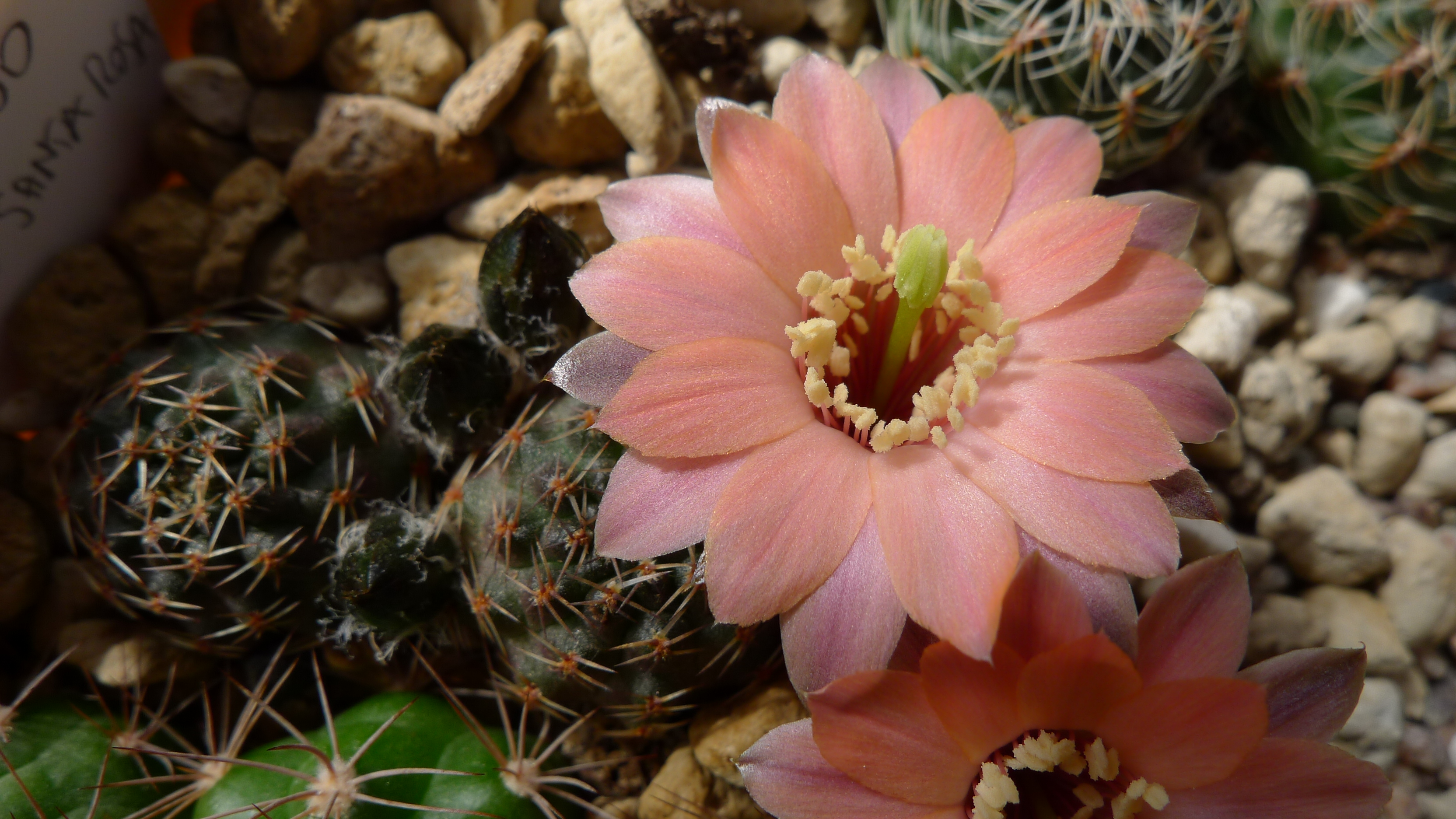 Rebutia leucanthema aff. HJ 490 (Rancho Santa Rosa, Bol)