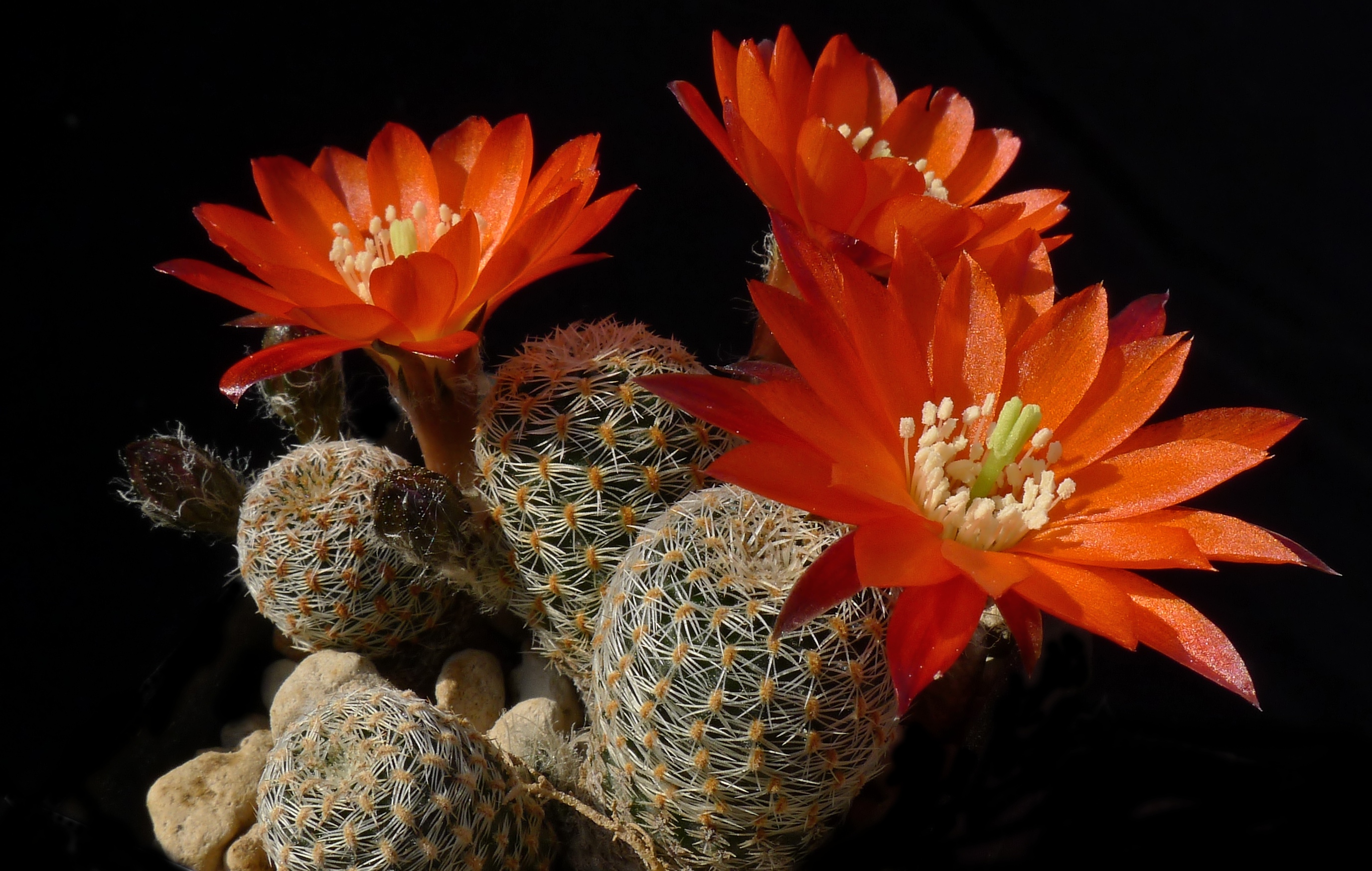 Rebutia schatzliana MN 487 (N Villa Charcas, 3041m, Bol)