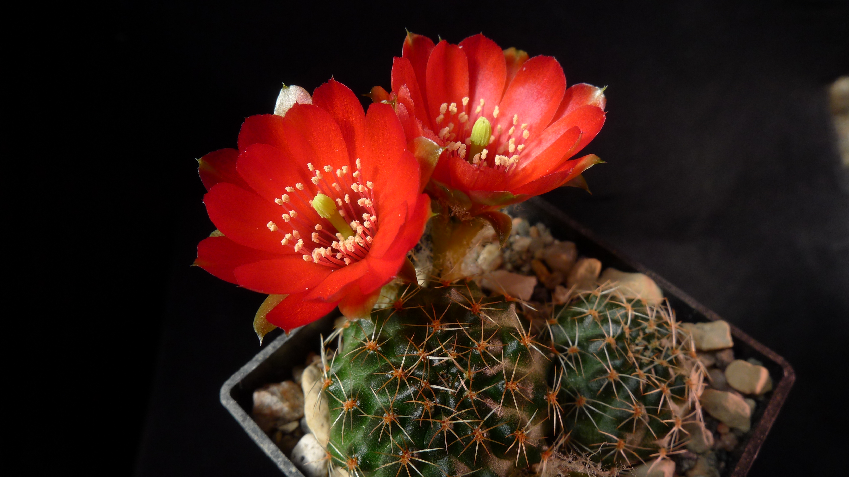 Rebutia atrovirens v. haefneriana MN 471 (Mina Maria Carmen, 3934m, Bol) - 3