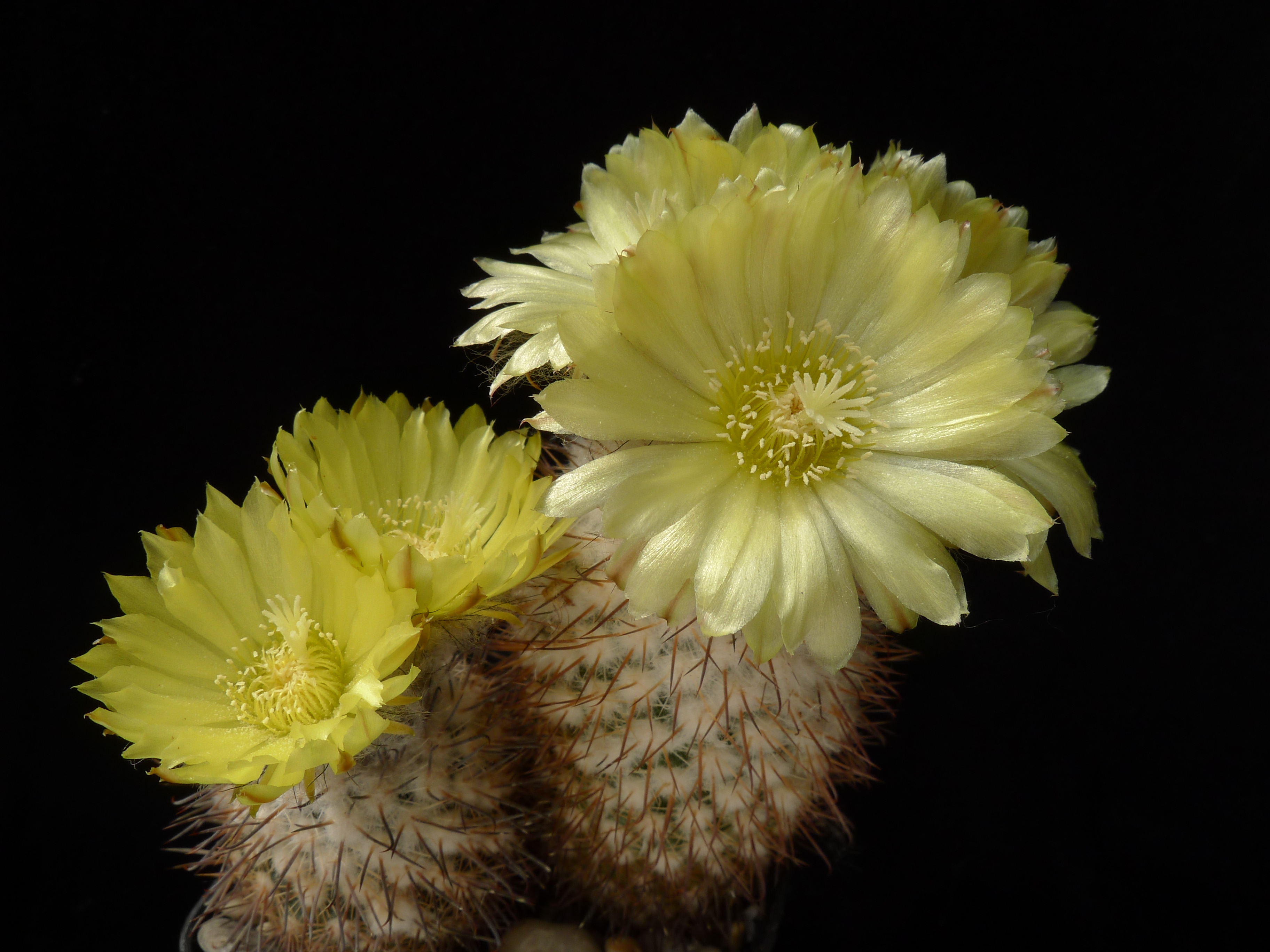 Parodia horrida MN 293 (Angastaco, 2000m, Salta, Arg) - 2