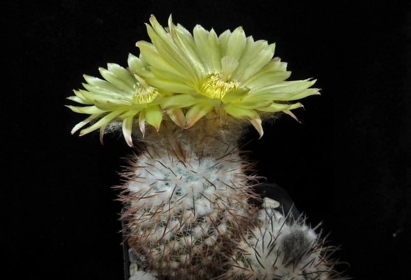 Parodia horrida MN 293 (Angastaco, 2000m, Salta, Arg)