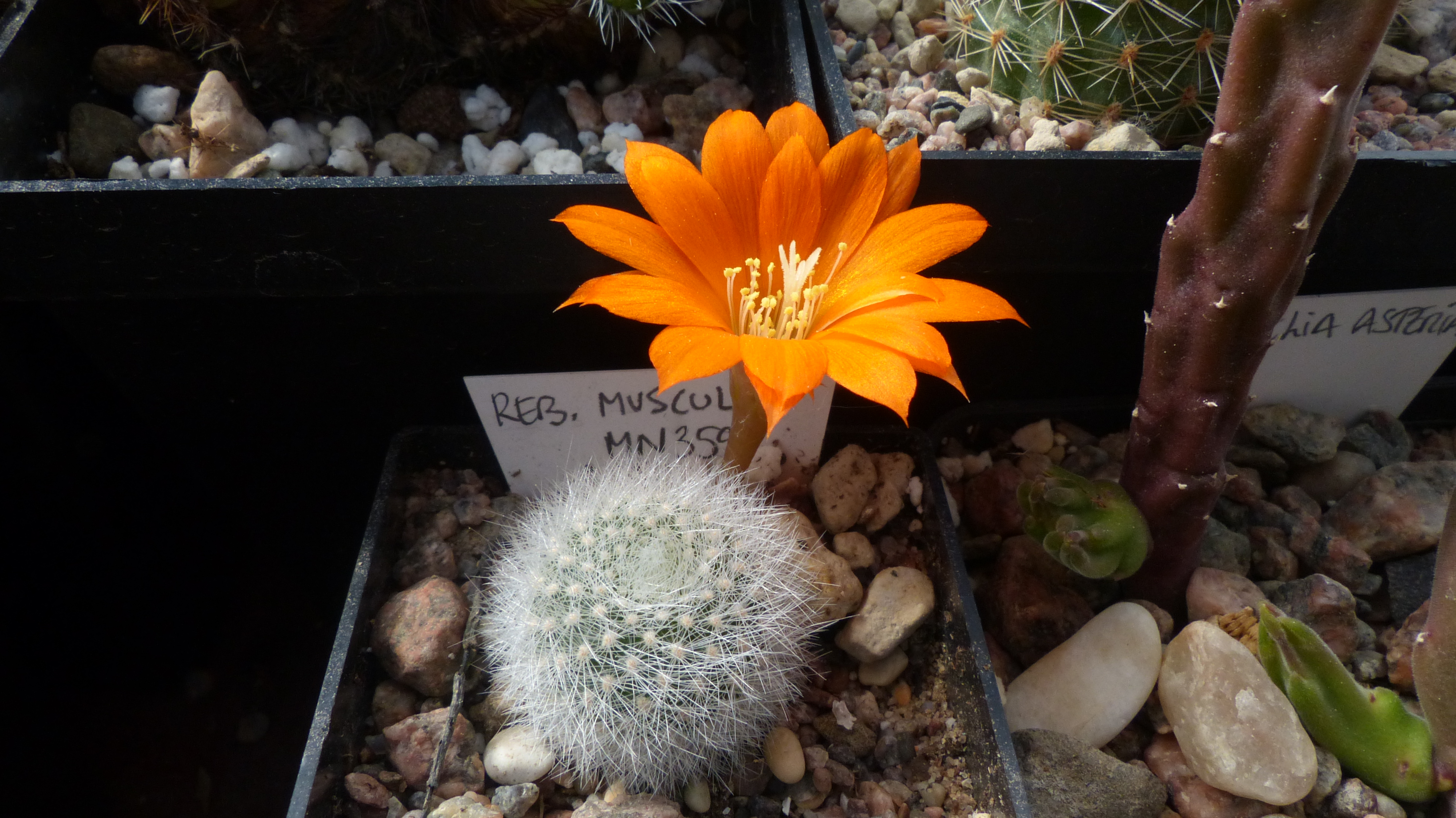 Rebutia muscula MN 359 (Narvaez, 2000m, Tarija, Bol)