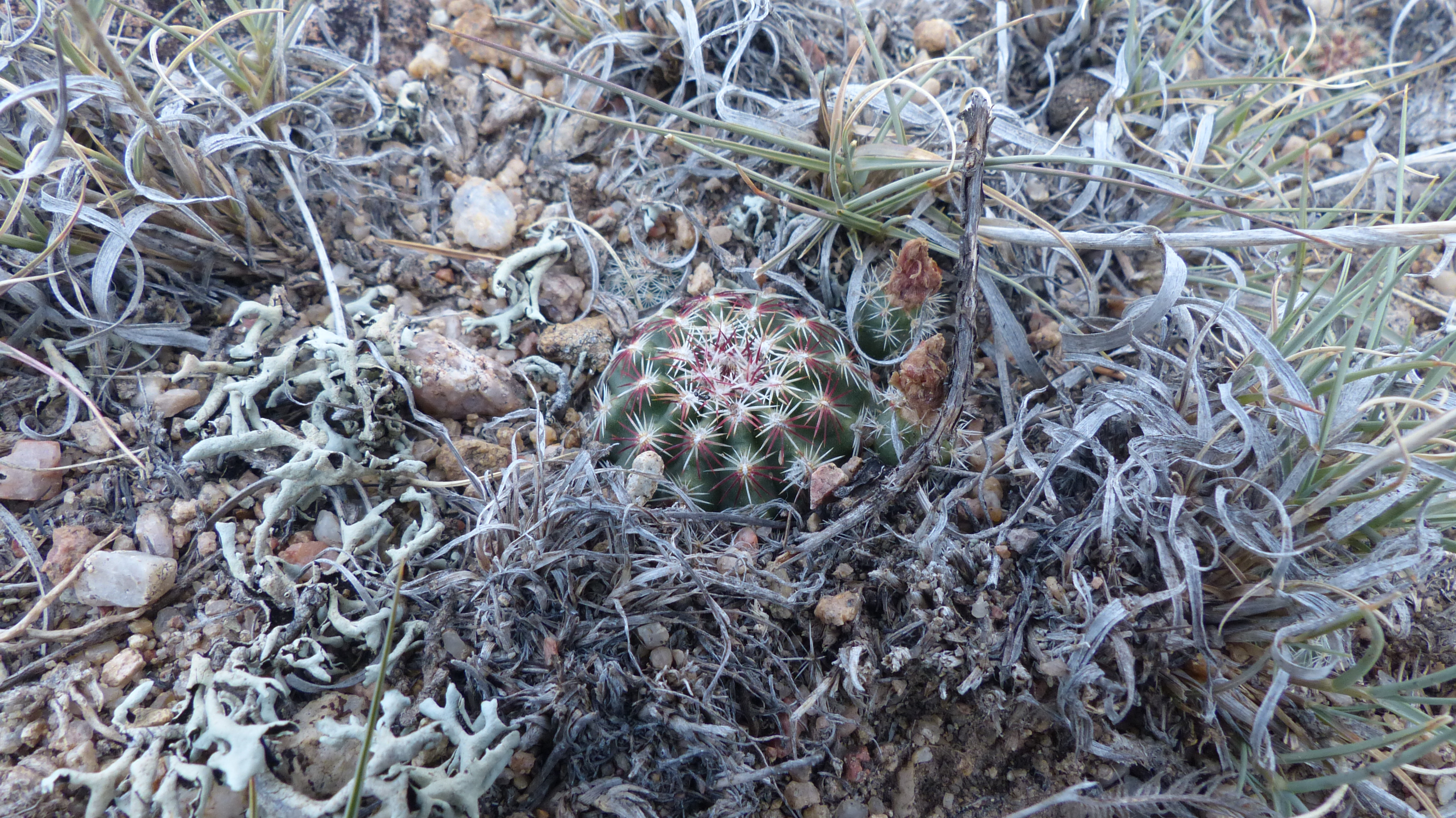 Echinocereus viridiflorus MN 568 (SE Buena Vista, Chaffee Co, 2450m, USA)