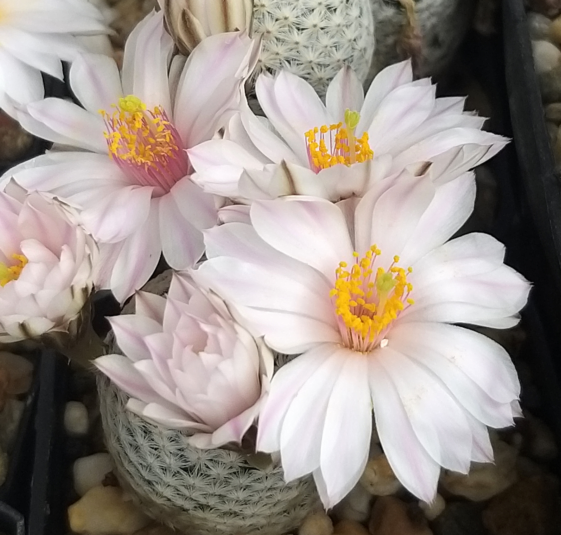 Mammillaria albiflora (Mineral de Pozos, GTO)
