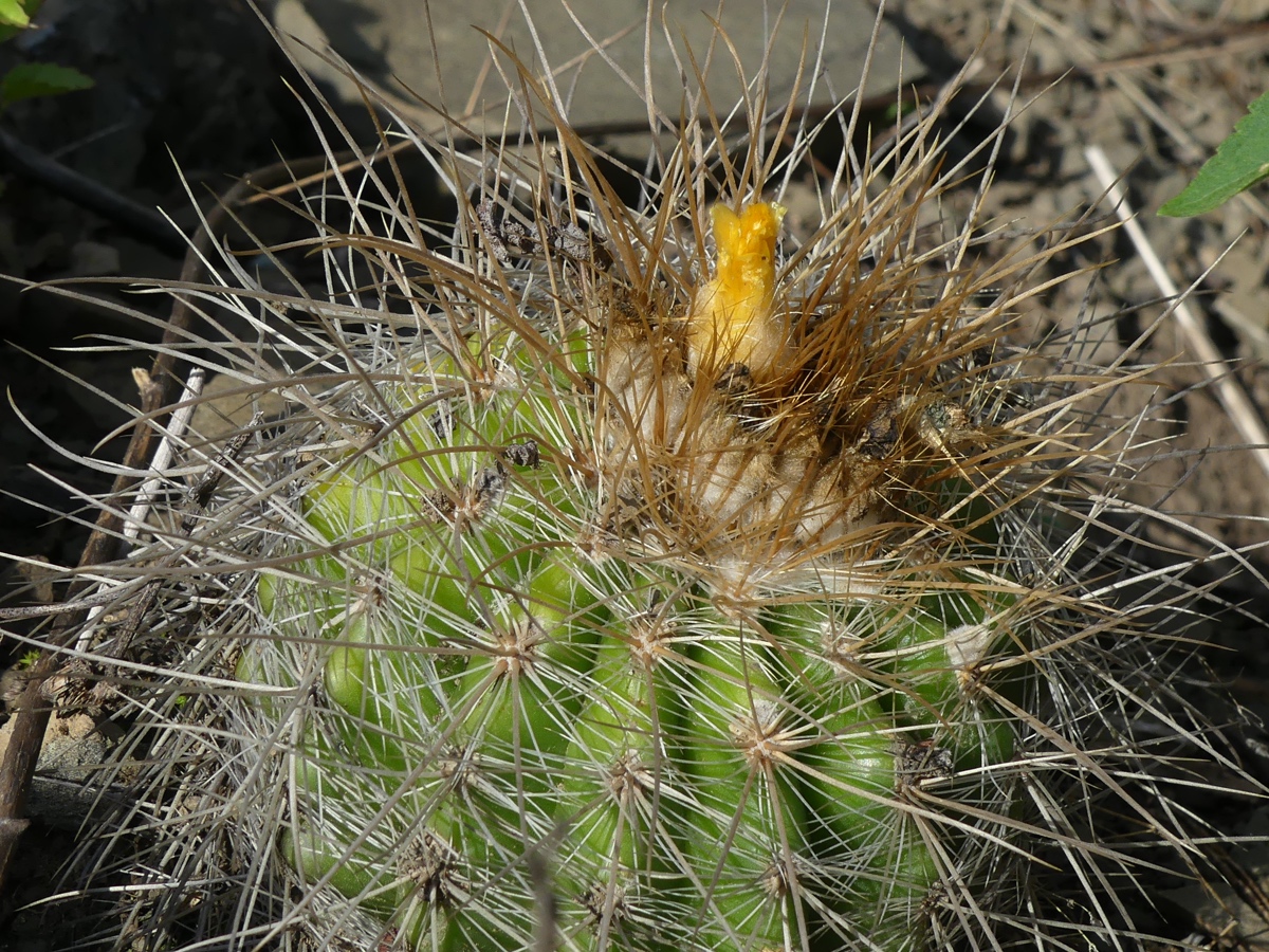 Parodia juckeri v. borealis MN 716 (Azurduy to Rio Pilcomayo)