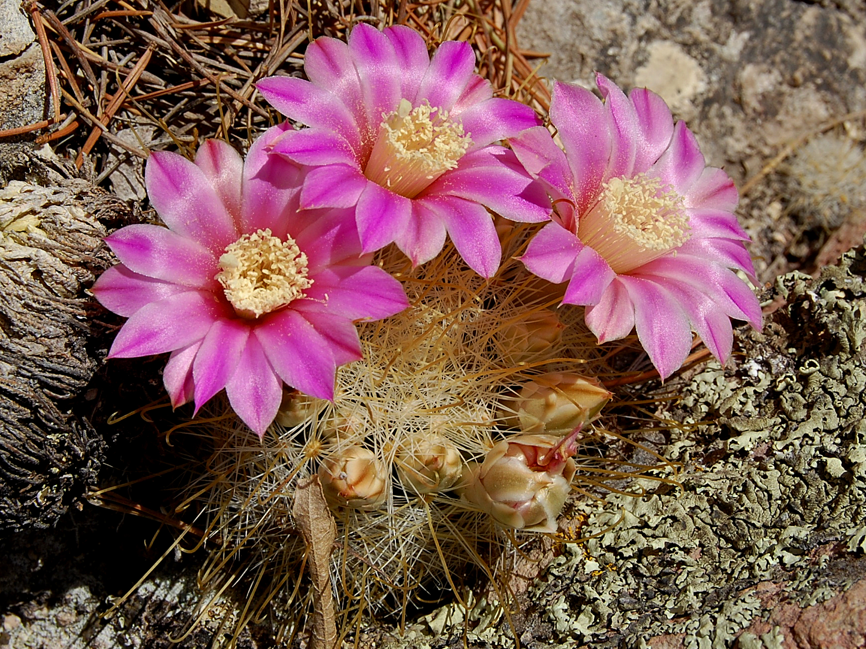Mammillaria longiflora (Paso Coneto, Dur)