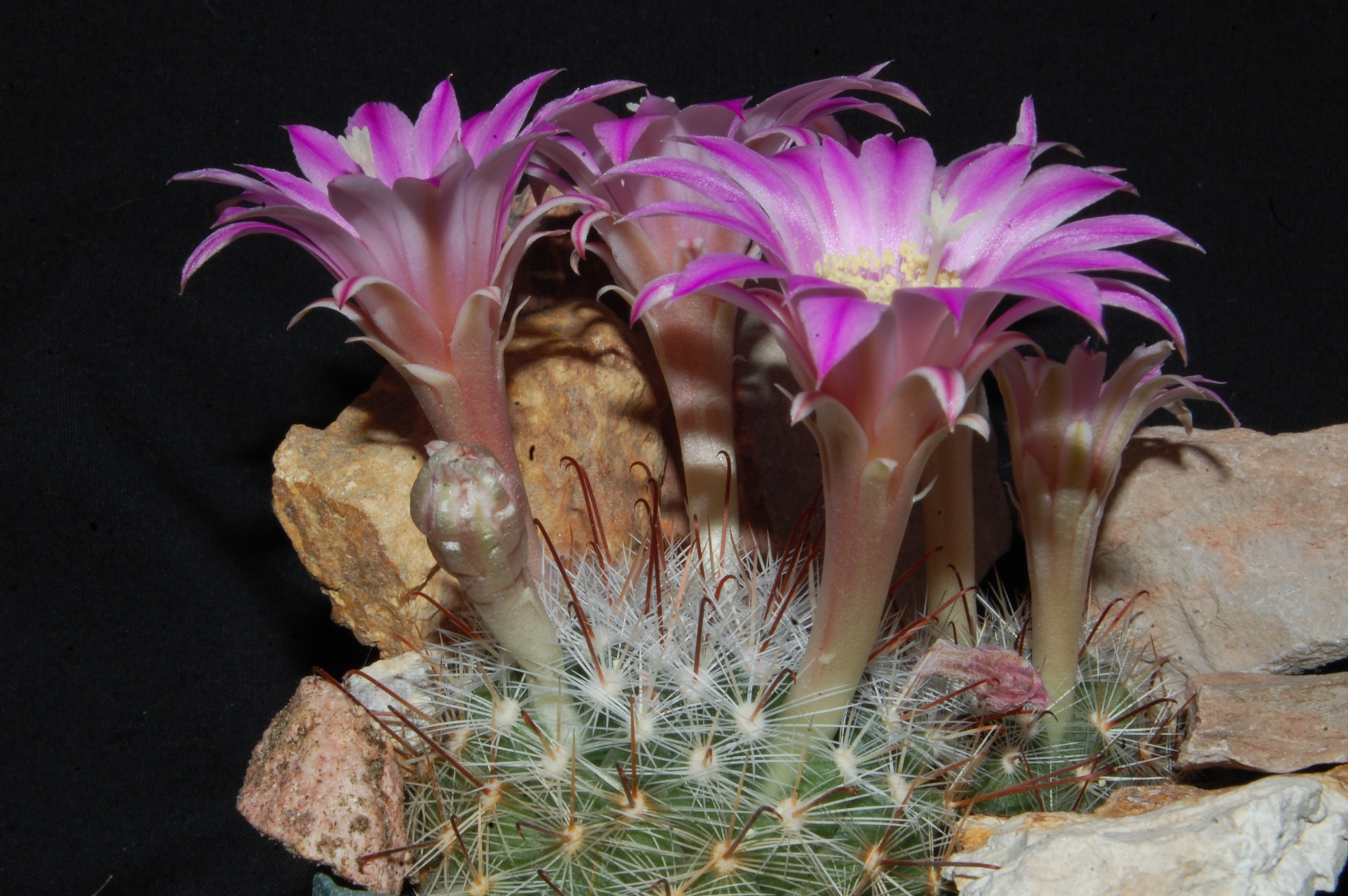 Mammillaria longiflora (Paso Coneto, Dur) - 2