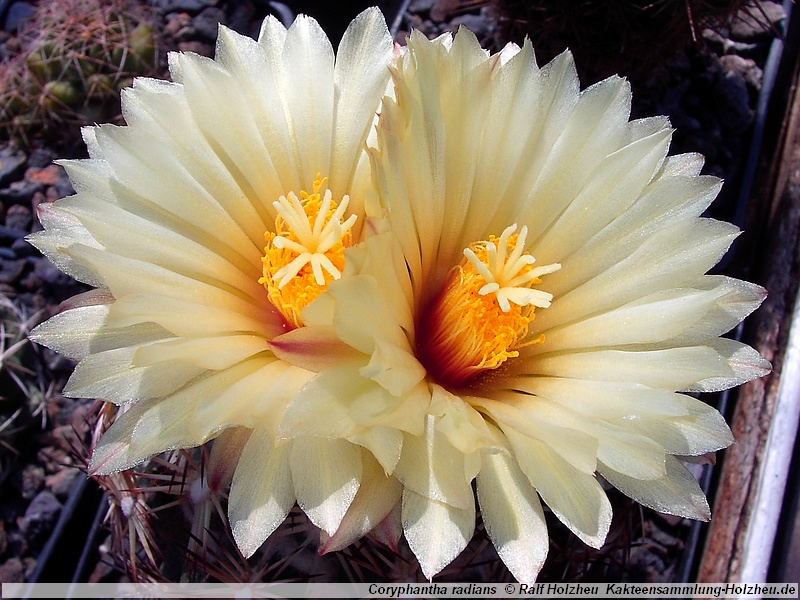Coryphantha radians CH 267 (San Juan del Rio to Tequisquiapan, Que, Mex)
