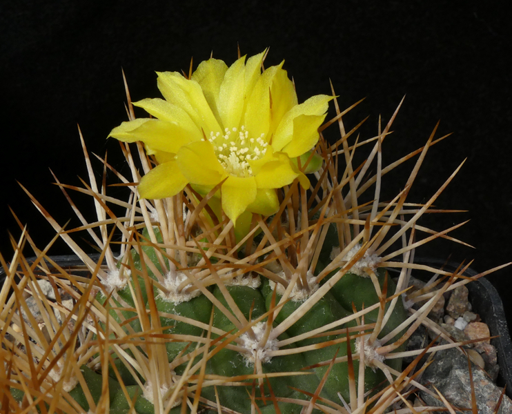 Weingartia cintiensis MN 507