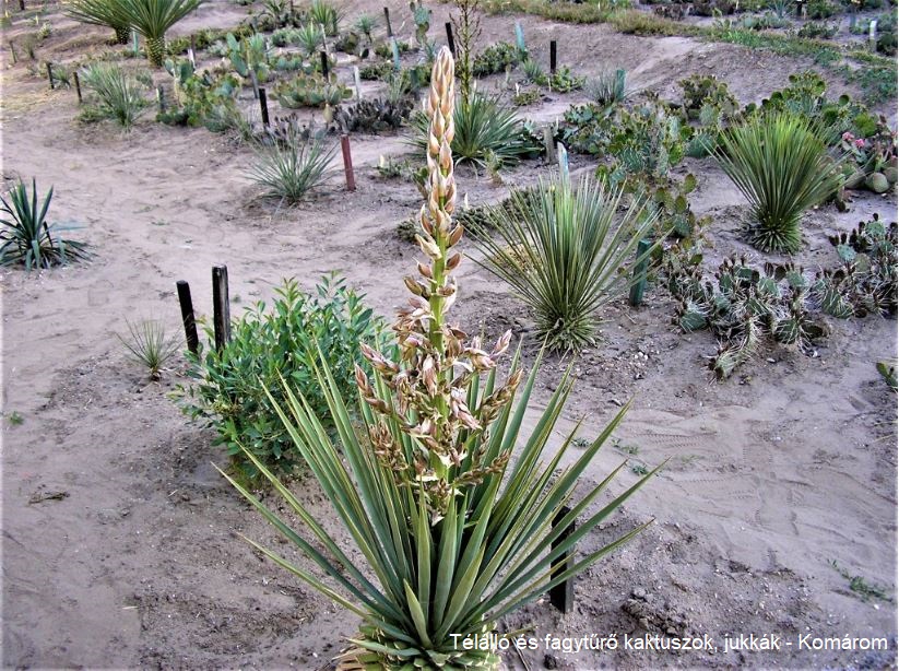 Yucca neomexicana JRT 251 (Cimarron Co, OK) - 3