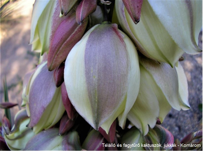 Yucca neomexicana JRT 251 (Cimarron Co, OK) - 4