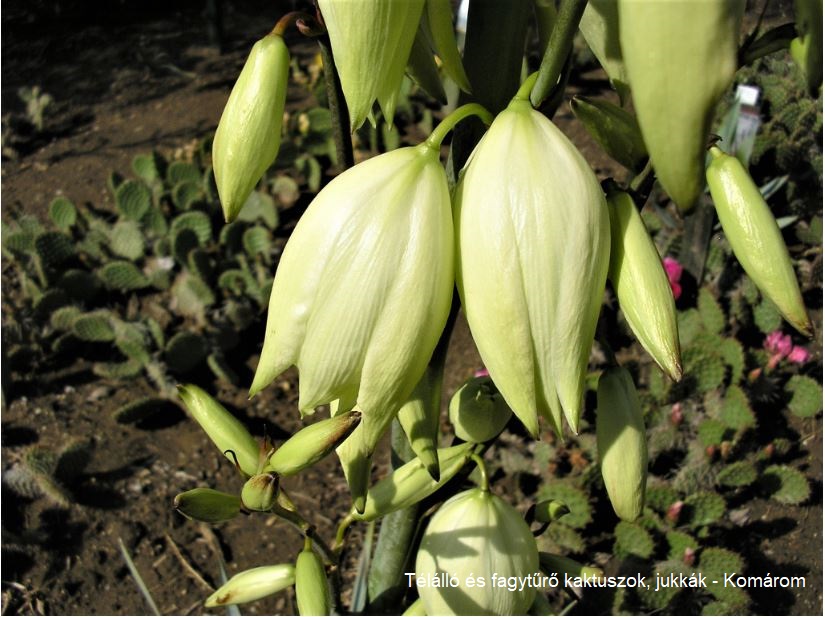 Yucca pallida (Coryell Co, TX) - 3