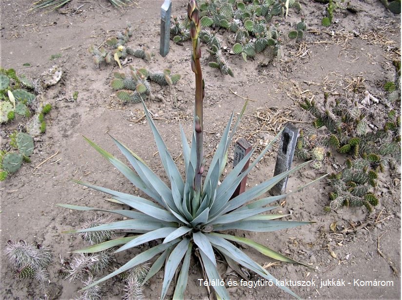 Yucca pallida (Coryell Co, TX) - 2