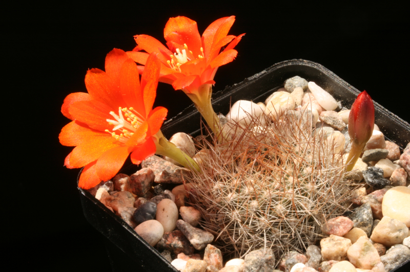 Rebutia fiebrigii MN 354 (new road Tambo-Gareca, 2000m, Bol)