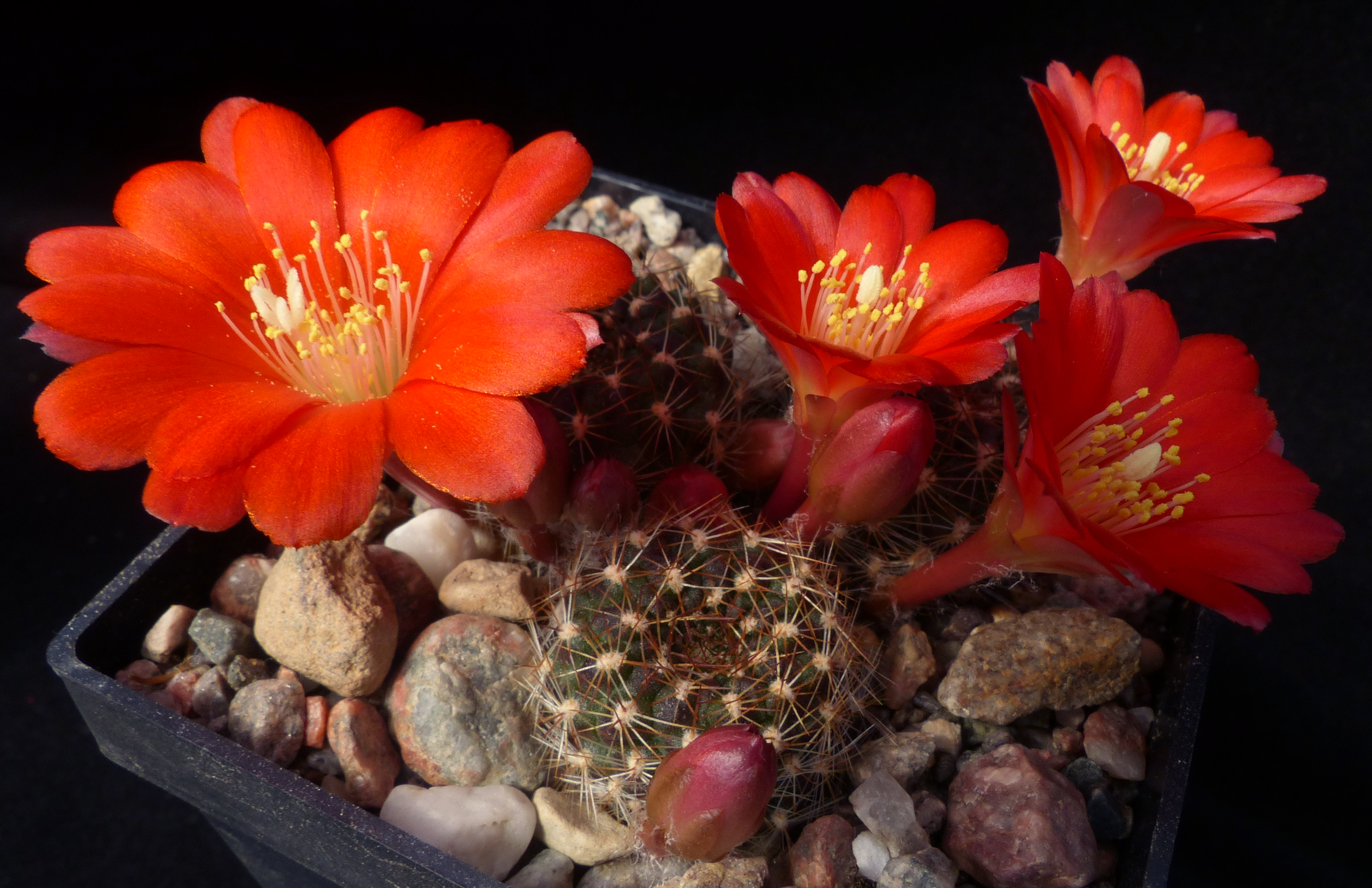 Rebutia fiebrigii fma MN 365 (SE Narvaez, 2075m, Bol)