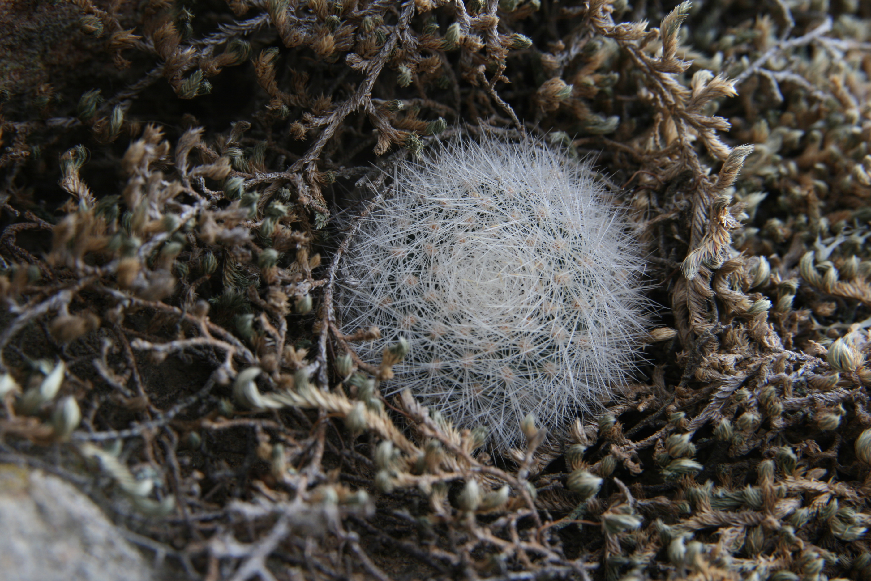 Rebutia spinosissima MN 349 (Angostura, Tarija, 1780m, Bol) - 2